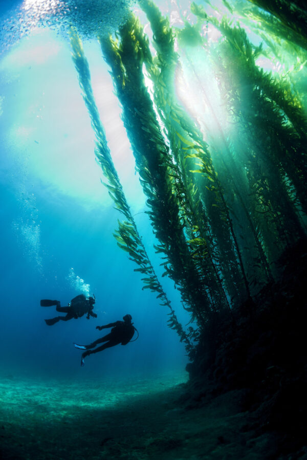 Formación profesional de buceo (PADI Divemaster)