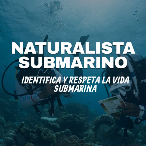 Especialidad de naturalista submarino (PADI Underwater Naturalist)