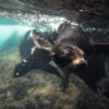 JAC00834 Expedición de Buceo en Juan Fernández (Viaje Premium de 8 Días)