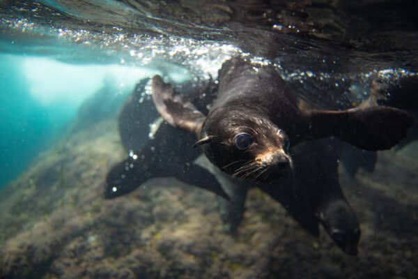 JAC00834 Expedición de Buceo en Juan Fernández (Viaje Premium de 8 Días)