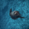 JAC01233 Expedición de Buceo en Juan Fernández (Viaje Premium de 8 Días)