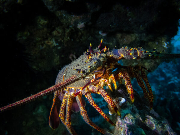 P3270146 (1) Expedición de Buceo en Juan Fernández (Viaje Premium de 8 Días)